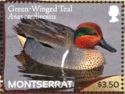 Green-winged Teal (Anas carolinensis)